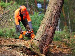 Best Root Management and Removal  in Pawhuska, OK
