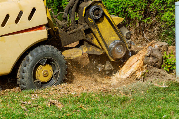 Best Leaf Removal  in Pawhuska, OK