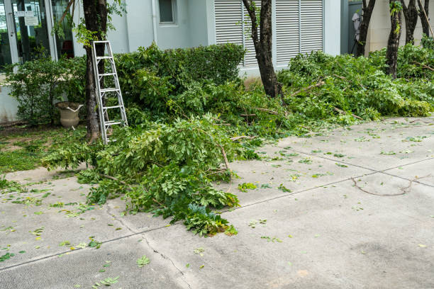 Trusted Pawhuska, OK Tree Services Experts