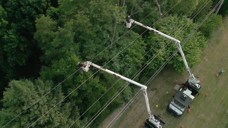 Best Tree Cabling and Bracing  in Pawhuska, OK