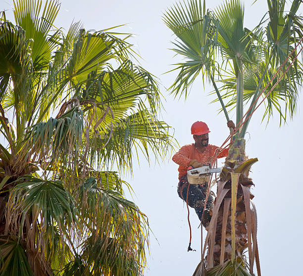 Best Arborist Consultation Services  in Pawhuska, OK